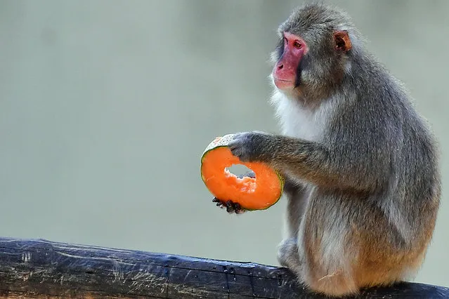 A Japanese macaque eats fruit at the Bioparco, a zoo in Rome, to cool off in the searing heat, on July 13, 2016. (Photo by Tiziana Fabi/AFP Photo)