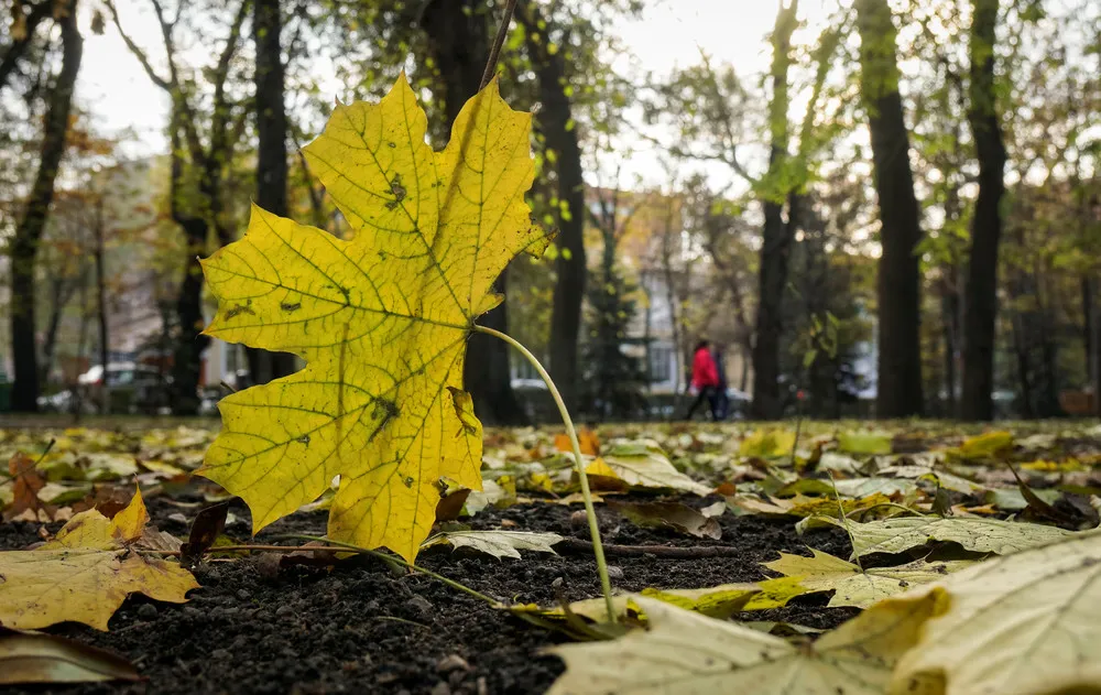 Some Photos: Autumn