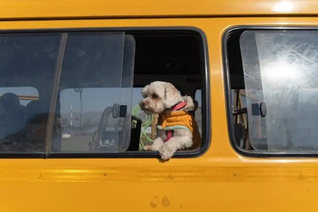 A dog looks out the window of the school van that will take them home from the Dog Mates school for dogs, in Santiago, Chile on August 8, 2022. (Photo by Matias Basualdo/ZUMA Press Wire/Rex Features/Shutterstock)