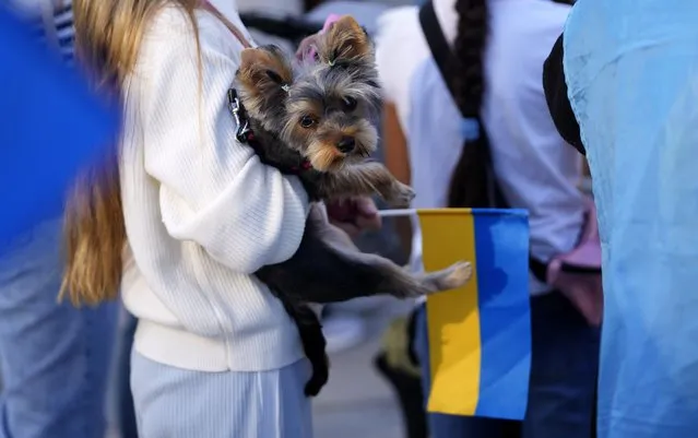 A girl holds a dog and an Ukrainian flag during an event for Ukrainian Independence Day in Belgrade, Serbia, Wednesday, August 24, 2022. The commemorations Wednesday coincide with the six-month milestone of Russia's invasion. (Photo by Darko Vojinovic/AP Photo)