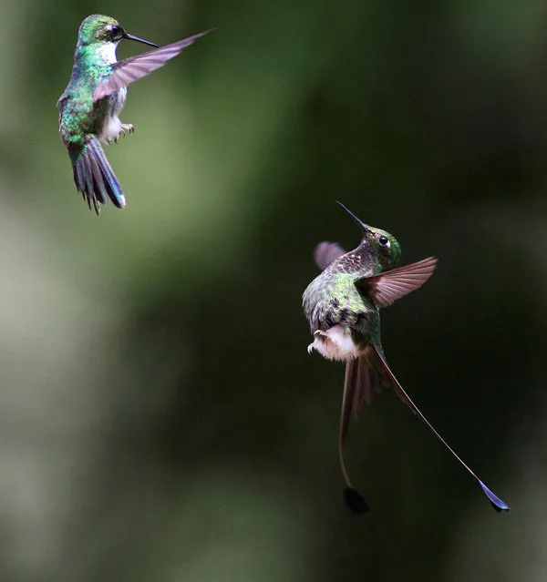 Hummingbirds fly in the sanctuary “El Paraiso de los Colibries” near Cali, Colombia, July 28, 2016. (Photo by Jaime Saldarriaga/Reuters)