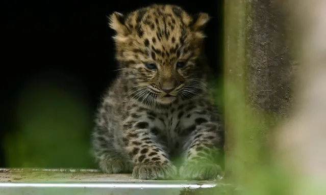 Rare Amur leopard cubs born at Twycross Zoo, UK. It is believed there are only 70 Amur leopards in the wild, with Twycross Zoo saying the new arrivals could help ensure the long-term survival of the species. The birth of the cubs five weeks ago to parents Kristen and Davidoff was captured on camera – with the cubs already making an appearance in public at the Leicestershire zoo. (Photo by The Guardian)