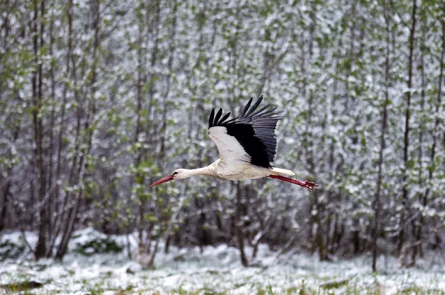 A stork flies past snow-covered bushes in the village of Kreva, some 100 km northwest of Minsk, on May 12, 2020. (Photo by Sergei Gapon/AFP Photo)