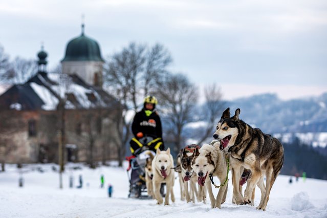 A musher competes with his dogs during the Sedivackuv Long 2025 sled dog race near the Czech-Polish border in the Orlicke mountains, around the village of Destne v Orlickych horach, Czech Republic, 24 January 2025. (Photo by Martin Divíšek/EPA/EFE)