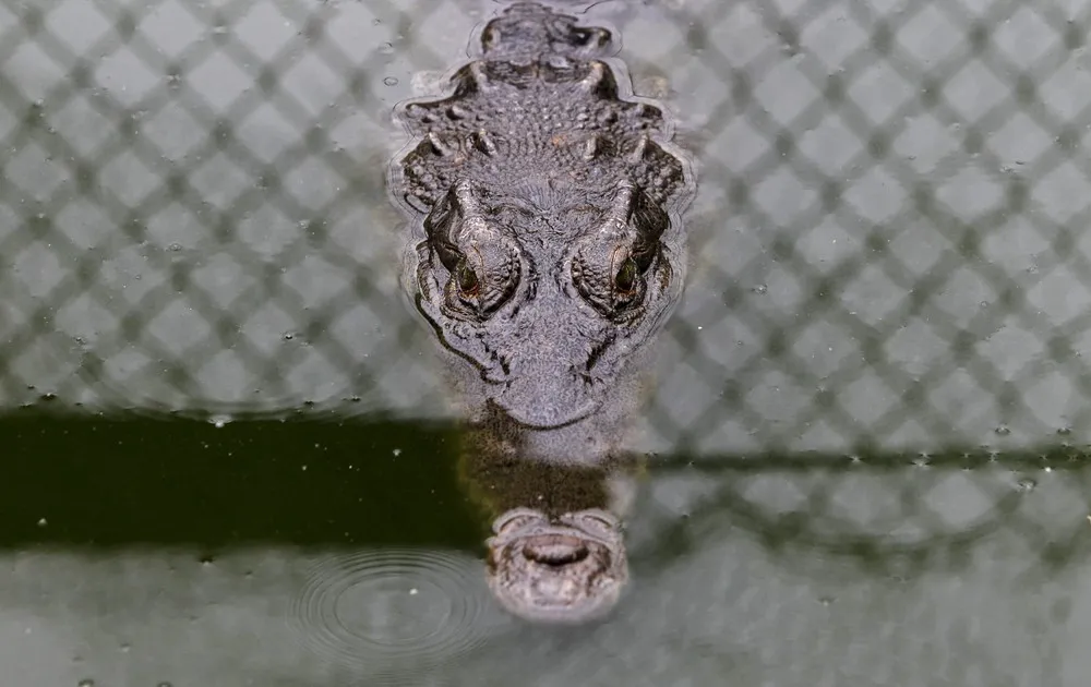 Panama's Crocodile Farm