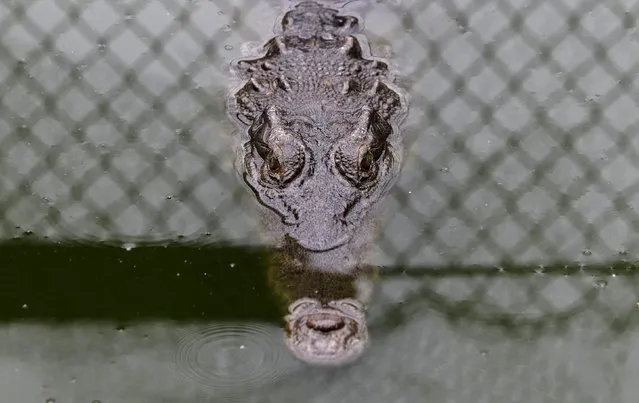 An Acutus crocodile is pictured at Panagator, a sustainable crocodile farm, on the outskirts of Panama City September 11, 2015. (Photo by Carlos Jasso/Reuters)