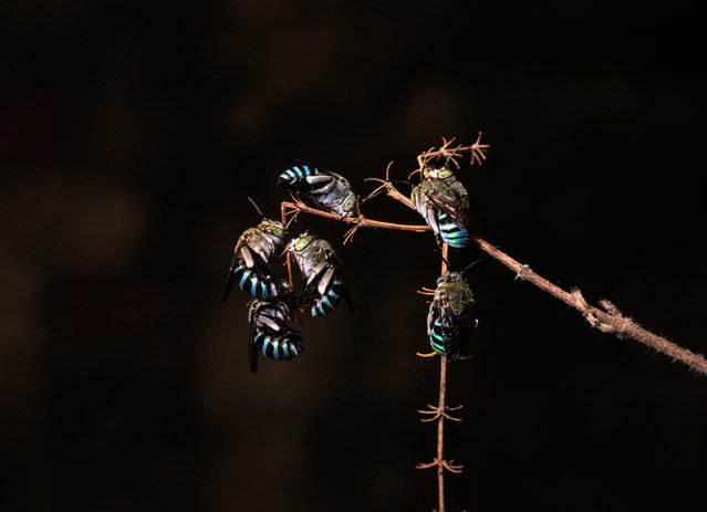 A group of blue-banded bees (Amegilla cingulata) are on the holy basil or tulsi (Ocimum tenuiflorum) plant in the evening at Tehatta, West Bengal, India on September 6, 2022. The blue-banded bee is naturally a solitary bee and it is a big help in the vegetable garden, performing a particular type of pollination known as “buzz pollination”, or sonication, in which it holds onto the flower and shakes its body rapidly. This type of pollination is really useful on crops such as tomatoes, blueberries, cranberries, kiwi fruit, eggplants, and chilies. For this reason, the blue-banded bee is extremely valuable to farmers. (Photo by Soumyabrata Roy/NurPhoto via Getty Images)