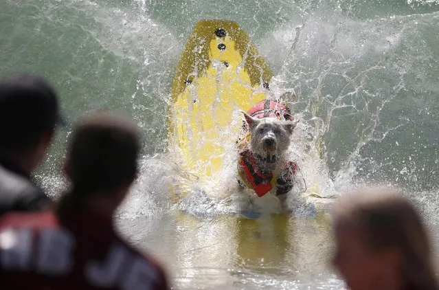Surfer Dog Joey wipes out at the 6th Annual Surf City surf dog contest in Huntington Beach, California September 28, 2014. (Photo by Lucy Nicholson/Reuters)