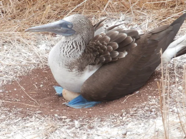 Blue-Footed Booby