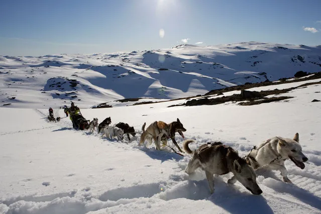 Dogs pulling sledge across snow in Norway. (Photo by Vegar Abelsnes/Getty Images)