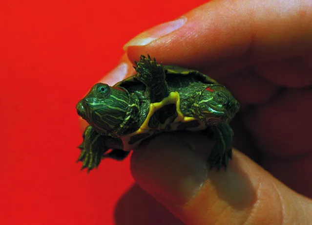 A turtle born with two heads and an extra set of legs between them is held by an employee of a Jenkintown, Pa., pet store on September 22, 1986. The owner of the store said while it was the strangest thing he'd ever seen he had no idea how long it would live. (Photo by Rusty Kennedy/AP Photo)