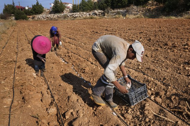 Farmers plant potatoes at Harf Beit Hasna village, in Dinnieh province, north Lebanon, Wednesday, September 7, 2022. Farmers in a small mountainous town in Lebanon's northern Dinnieh province once could rely on rain to irrigate their crops and sustain a living. But climate change and the country's crippling economic crisis has left their soil dry and their produce left to rot. They rely on the little rain they can collect in their innovative artificial ponds to make enough money to feed themselves, as they live without government electricity, water, and services. (Photo by Hussein Malla/AP Photo)