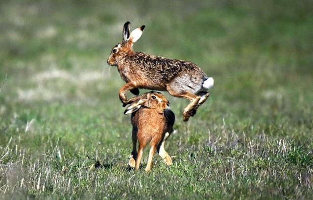 European Hares, also known as Brown Hares engage in “boxing”, which happens during the month of March during their breeding season, in a field on the South Downs, near Arundel, southern England, on March 18, 2025. (Photo by Glyn Kirk/AFP Photo)