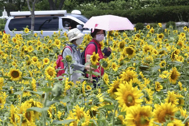 Women wearing face masks to help protect against the spread of the new coronavirus walk through a field of sunflowers at a park in Ansan, South Korea, Wednesday, July 15, 2020. (Photo by Ahn Young-joon/AP Photo)