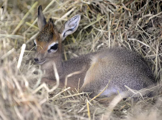 A picture taken on October 16, 2014 shows a new born Kirk's dik-dik at the zoological park of the eastern French city of Amneville. (Photo by Jean-Christophe Verhaegen/AFP Photo)