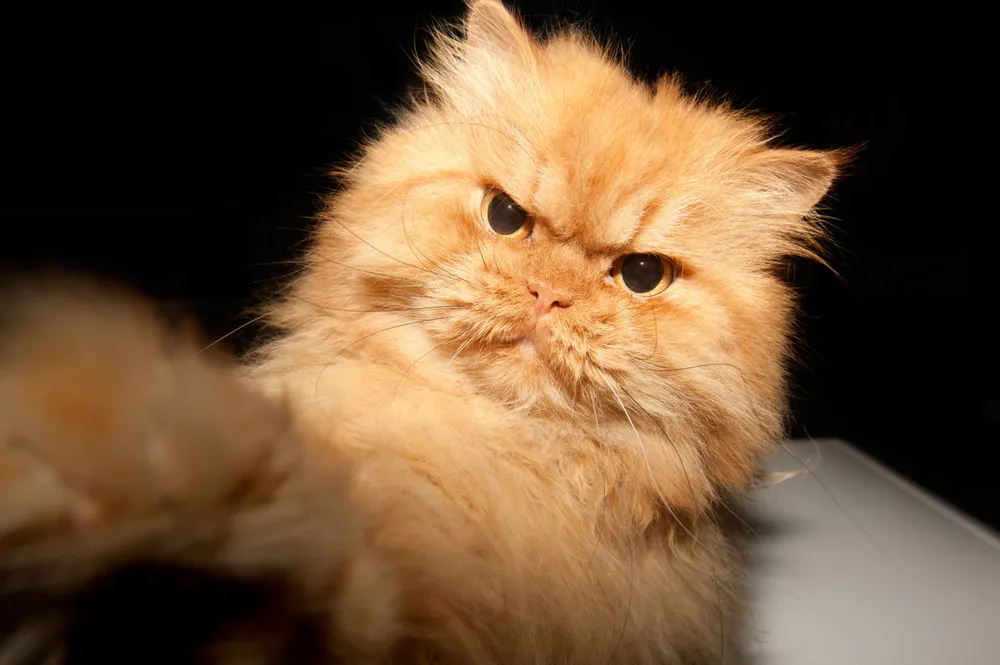 Meet Garfi, the Angriest Cat on the Internet