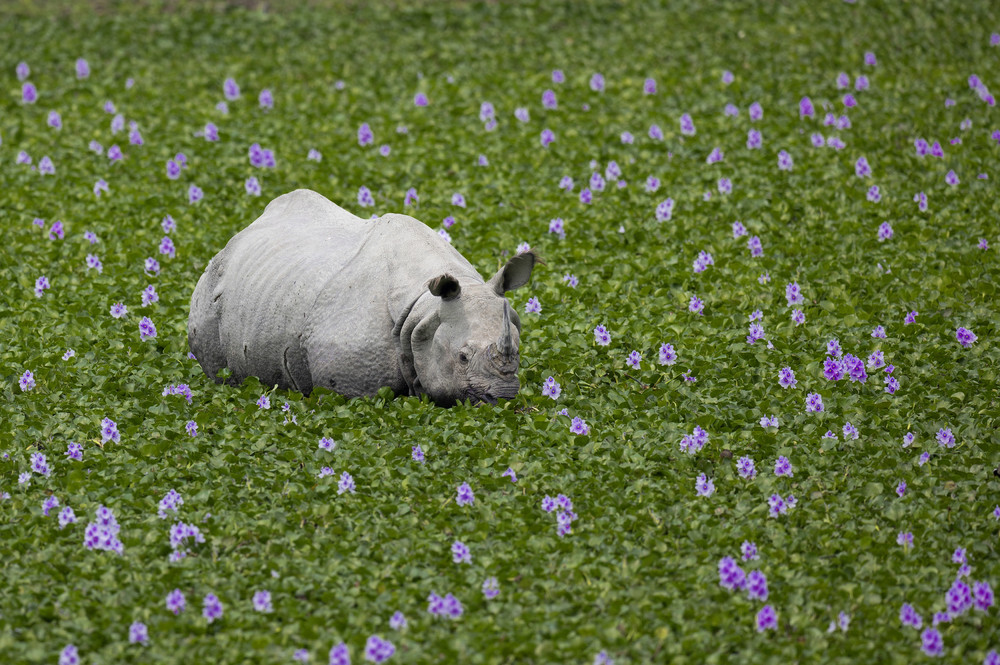 Some Photos: In Flowers