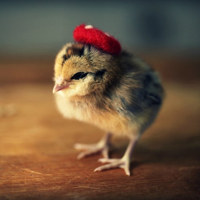 Adorable Baby Chicks Wearing Funny Little Hats