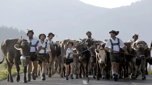Bavarian herdsmen in traditional dresses drive their beasts on a road during the return of the cattle from the summer pastures in the mountains near Oberstaufen, Germany, Friday, September 9, 2016. (Photo by Matthias Schrader/AP Photo)