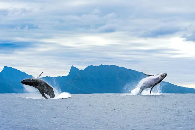 Two humpback whales leap out of the water in perfect mirrored synronisation around the French Polynesia in the South Pacific Ocean. (Photo by Sylvain Girardot/Caters News Agency)