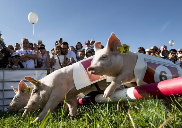 Spectators watch the pig race at the farmer's fair in Ecuvillens, Switzerland, 10 September 2016. The pig race is one of the main attractions of the annual fair. (Photo by Jean-Christophe Bott/EPA)