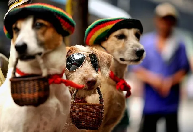 Dogs, wearing hats and sunglasses, are used by their owner to beg for coins in Manila. (Photo by Noel Celis/AFP Photo)