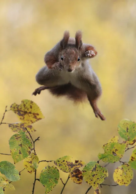 'Kung Fu squirrel'. (Photo by Julian Rad/Comedy Wildlife Photography Awards/Mercury Press)