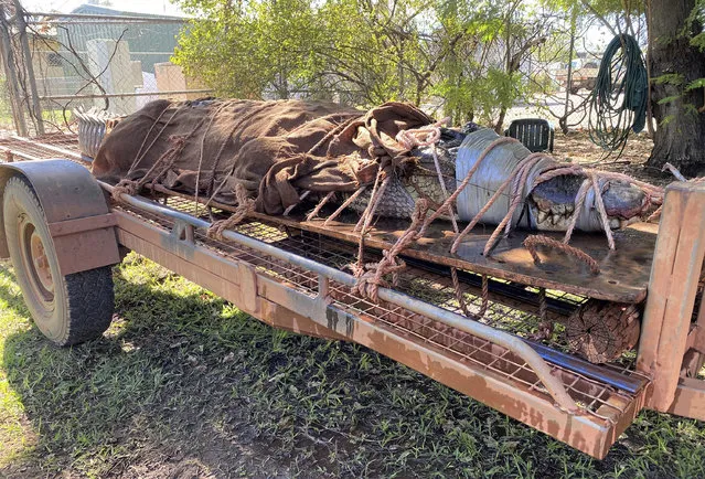 In this photo provided by Northern Territory Dept. of Tourism, Sport and Culture, a 350-kilogram (770-pound) male crocodile is tied to the back of a trailer in Katherine, Australia on August 28, 2020. Wildlife rangers trapped the 4.4-meter (14.5-foot) saltwater crocodile at a tourist destination in Australia's Northern Territory, the biggest caught in the area in years, a wildlife ranger said on Monday, August 31, 2020. (Photo by Northern Territory Dept. of Tourism, Sport and Culture via AP Photo)