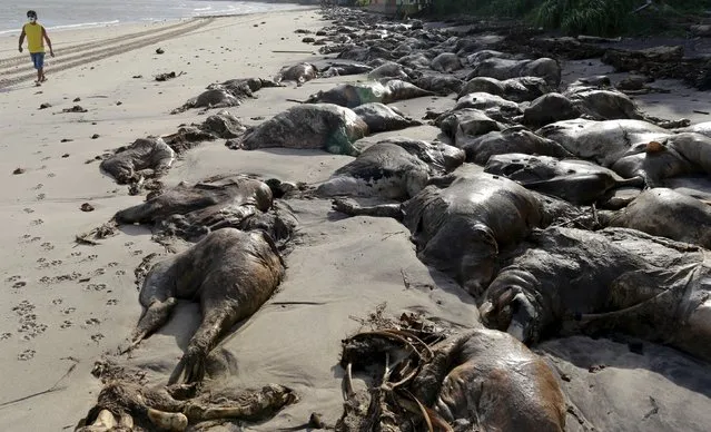 A man walks next to the carcasses of cows on Gatos Mortos beach, after a livestock carrier, loaded with some 5,000 cows, capsized at the Vila do Conde port in Bacarena, Para state, Brazil, October 13, 2015. The intense smell of thousands of cow carcasses washed up on the shore has brought a coastal town in the north of Brazil to a standstill, following a shipwreck one week ago. A Lebanese ship carrying some 5,000 cows and some 750 tonnes of oil, sunk by the Vila do Conde port in the town of Barcarena in Para state on October 6. (Photo by Tarso Sarraf/Reuters)