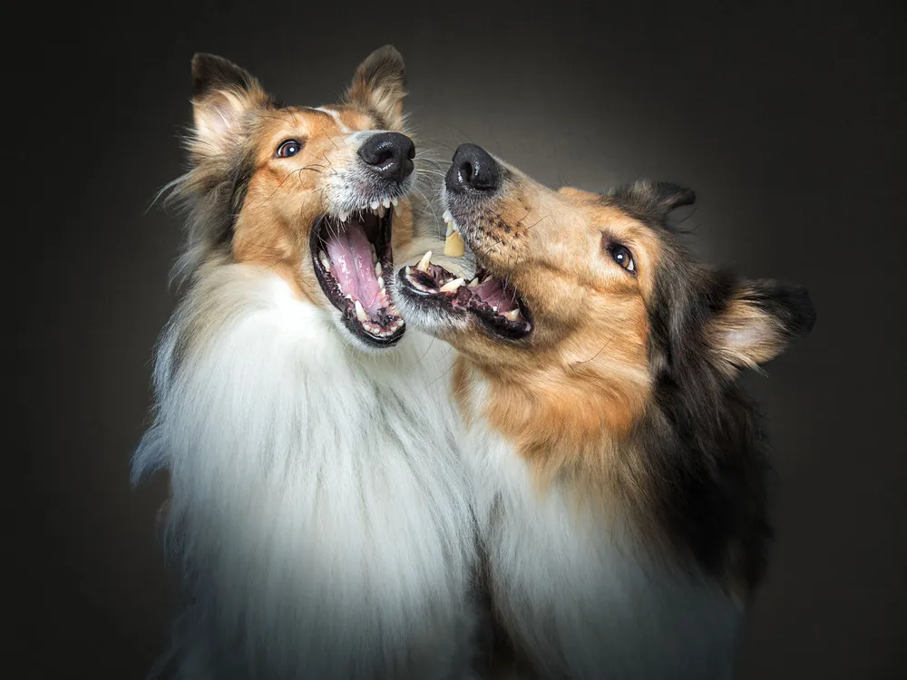 Dogs' Reactions to Treat Time