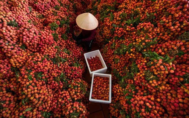 Workers sort through thousands of bright red lychee fruit before they are taken to market in Luc Ngan district in Bac Giang province, Vietnam on June 28, 2020. (Photo by Nguyen Huu Thong/Solent News)