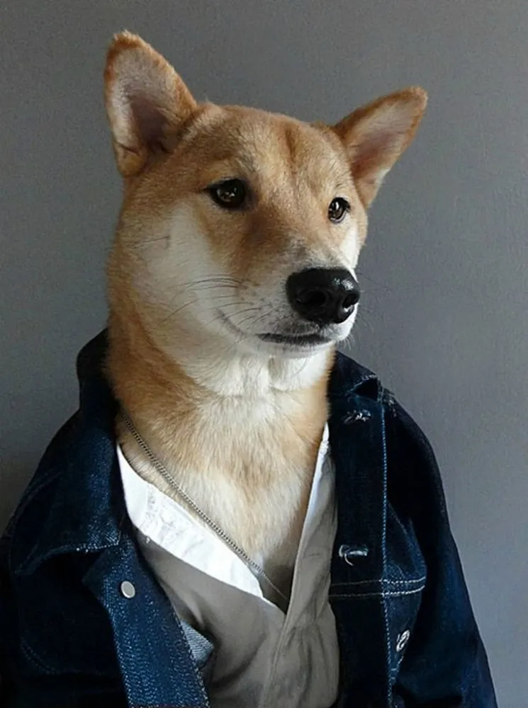  Menswear Dog by David Fung