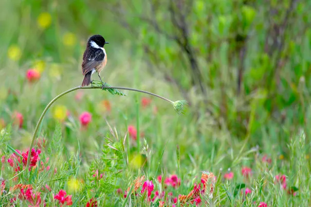 Winner – 10 years and under: Perfect balance by Andrés Luis Dominguez Blanco, Spain. In spring, the meadows near Andrés’ home in Ubrique, in Andalucia, Spain, are bright with flowers, such as these sweet-scented sulla vetches. Late one day, he watched this male closely. It often landed on branches or the top of small bushes, but this time it perched on a flower stem, which began to bend under its delicate weight. The stonechat kept perfect balance and Andrés framed his perfect composition. (Photo by Andrés Luis Dominguez Blanco/Wildlife Photographer of the Year 2020)