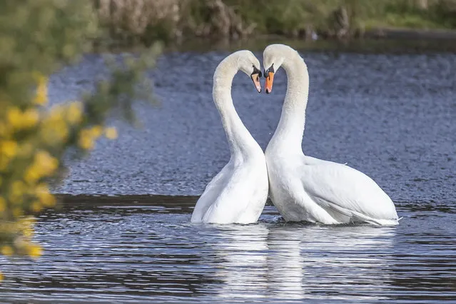 Early Valentines Kiss, as two Swans form a heart shape during a mating ritual on a lake in Drumphea, Co Carlow, Ireland on February 12, 2023. (Photo by Finbarr O’Rourke/The Irish Times)