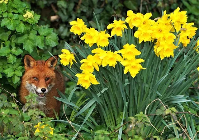 A fox among blooming daffodils on the banks of the Dodder River in Dublin on Sunday, February 26, 2023. (Photo by Brian Lawless/PA Wire Press Association)