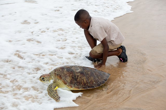 A young volunteer with the Green Fingers Wildlife Conservation Initiative sanctuary watches a rescued green sea turtle making her way towards the sea in Lagos, Nigeria, 20 September 2025. The turtle is one of two animals rescued from poachers and are set to be released back into the ocean to mark World Cleanup Day on 20 September 2025. (Photo by Emmanuel Adegboye/EPA)