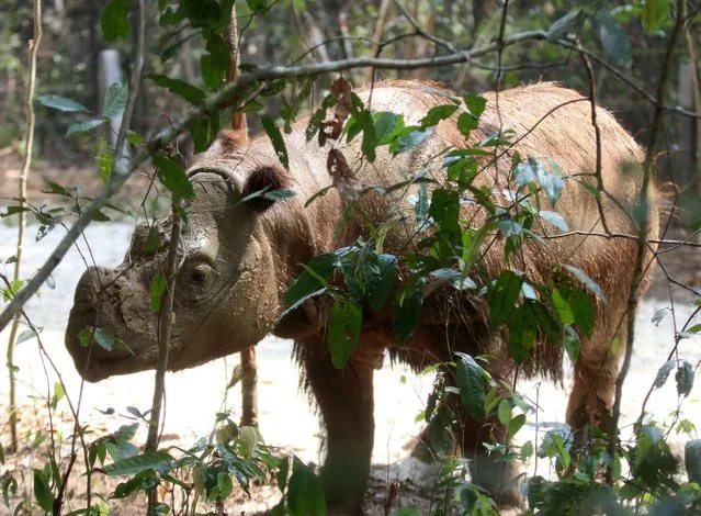 Harapan, a male Sumatran rhino, is seen during its release into the Sumatran rhino sanctuary in Waykambas national park, southern Sumatra island, on November 5, 2015. The rare, US-born Sumatran rhino arrived at his new home in Indonesia, an official said, where it's hoped he will find a mate and give his critically endangered species a shot at survival. (Photo by Andreas Putranto/AFP Photo)