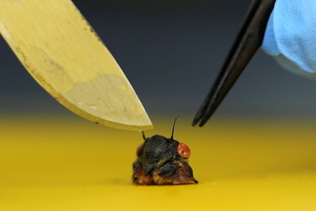 The head of a cicada sits on a table after West Virginia University mycology professor Matt Kasson cut the head and thorax from a live periodical cicada infected with the Massospora cicadina fungus during field processing at Morton Arboretum on Thursday, June 6, 2024, in Lisle, Ill. (Photo by Carolyn Kaster/AP Photo)
