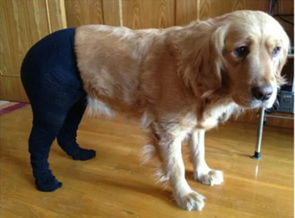 Dogs Wearing Pantyhose, a Popular New Meme in China