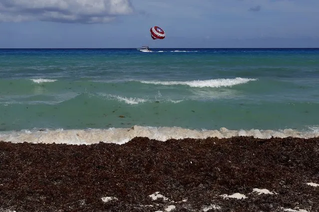 Sargassum algae is seen on a beach in Cancun, August 11, 2015. (Photo by Edgard Garrido/Reuters)