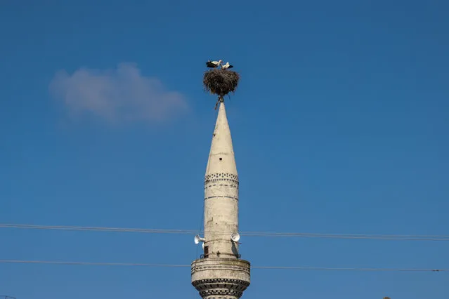 A view of the white stork nesting on the top of a minaret damaged by the devastating earthquakes centered in Kahramanmaras two months ago, as the nest securely transferred onto dome of the mosque in Osmaniye, Turkiye on April 04, 2023. The damaged minaret later systematically demolished by teams. (Photo by Mustafa Unal Uysal/Anadolu Agency via Getty Images)
