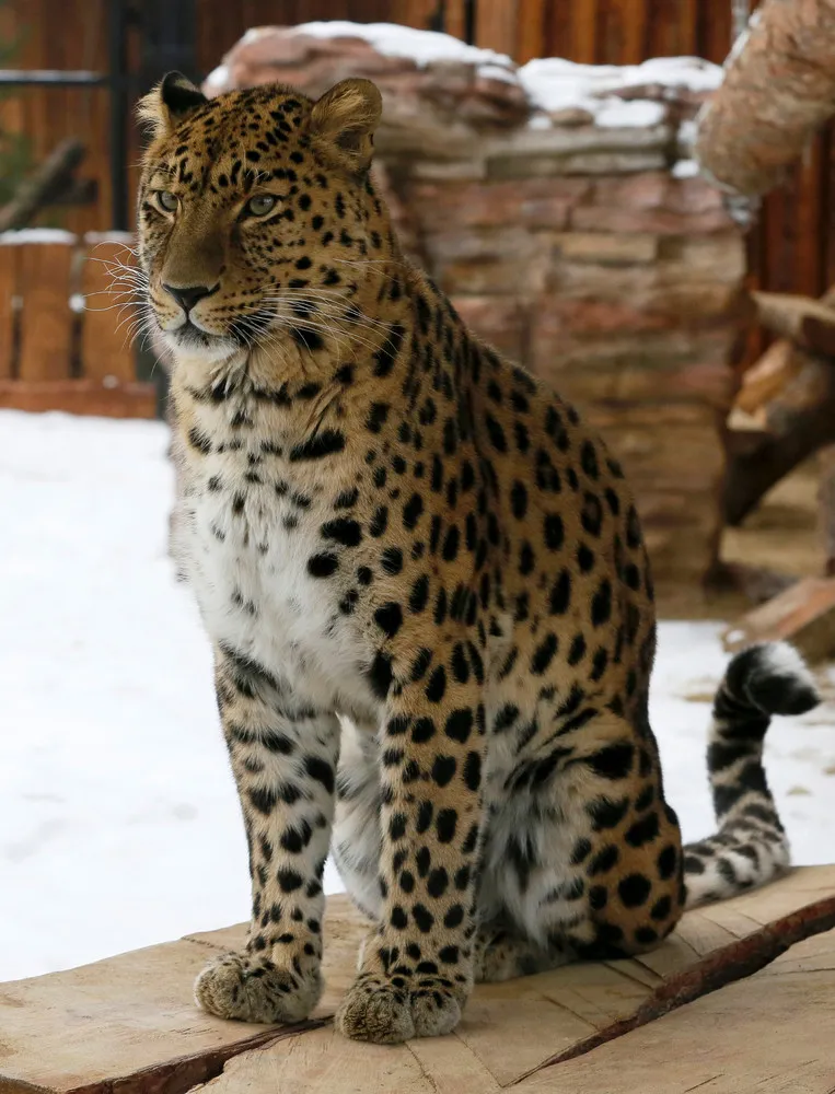 Big Cats in Siberian Zoo