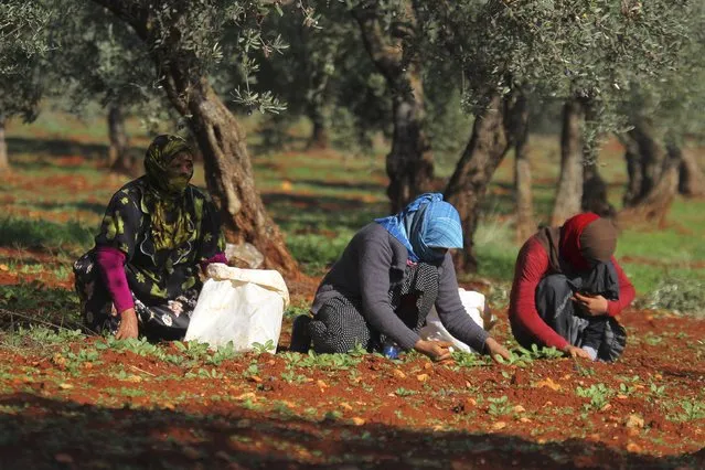 Farmers pick olives during the harvest season in the western province of Idlib, Syria November 19, 2015. (Photo by Ammar Abdullah/Reuters)