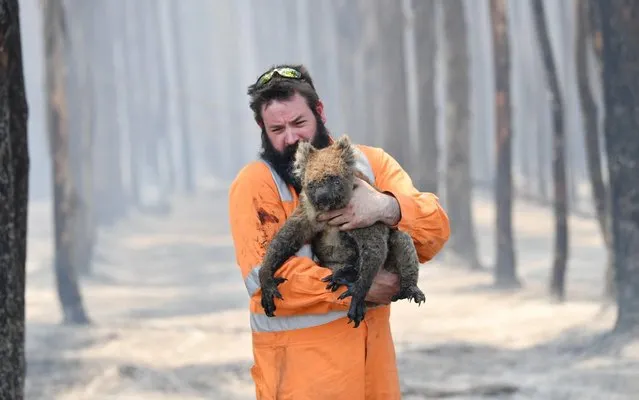 Adelaide wildlife rescuer Simon Adamczyk holds a koala he rescued at a burning forest near Cape Borda on Kangaroo Island, Australia, 07 January 2020. A convoy of Army vehicles, transporting up to 100 Army Reservists and self-sustainment supplies, is on Kangaroo Island as part of Operation Bushfire Assist at the request of the South Australian Government. (Photo by David Mariuz/EPA/EFE)