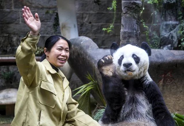Giant panda Basi imitates its keeper to wave at visitors on its 35th birthday, at a giant panda research centre in Fuzhou, Fujian province, China, November 28, 2015. (Photo by Reuters/Stringer)