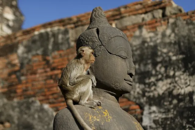 A long-tailed macaque is seen at the Pra Prang Sam Yot temple before the annual Monkey Buffet Festival in Lopburi, north of Bangkok November 29, 2015. (Photo by Jorge Silva/Reuters)