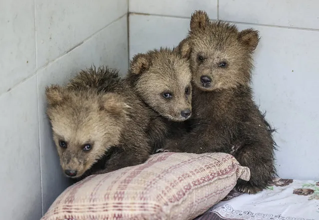 Three bear cubs named “Hursit, Ziver and Sekerpare” are seen at the Ovakorusu Celal Acar Wildlife Rescue and Rehabilitation Center, in Karacabey district of Bursa, Turkiye on May 08, 2023. Three bear cubs found in Giresun alone and needy by people. (Photo by Sergen Sezgin/Anadolu Agency via Getty Images)