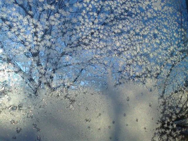 “Winter blossoms”. Frost on window in the form of blossoms against the tree outside in background makes it look like a blossoming tree. Location: Fargo, North Dakota, USA. (Photo and caption by Osman Khalid/National Geographic Traveler Photo Contest)