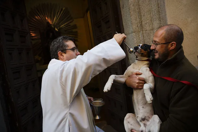 A priest using holy water blesses a dog outside the Saint Anton church in Madrid, Spain, Saturday, January 17, 2015. (Photo by Daniel Ochoa de Olza/AP Photo)
