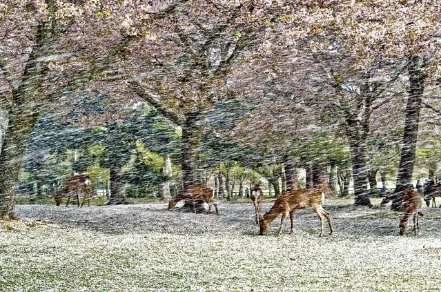 “Deer under falling Cherry Blossom Petals”. I sat down a stump for rest after stroll in Nara Park, and watching deer. They were eating fallen cherry blossom petals in peacefully. Suddenly strong wind blew out and cherry blossom petals were started to fall on the deer. It is like a shower of falling cherry blossom petals. It is called “Hana Fubuki” in Japanese, literally means flower snowstorm. Location: Nara Park, Nara Prefecture, Japan. (Photo and caption by Hisao Mogi/National Geographic Traveler Photo Contest)